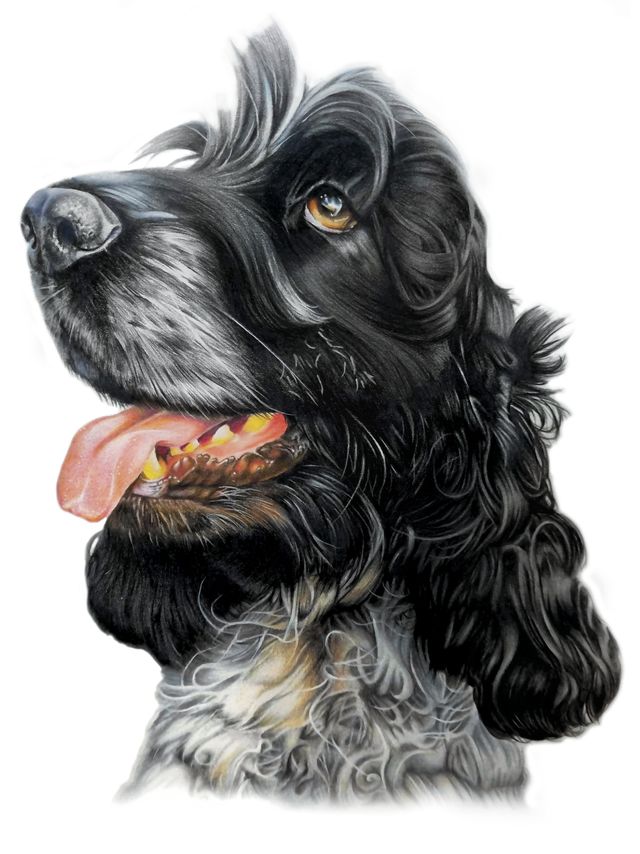 Colour pencil