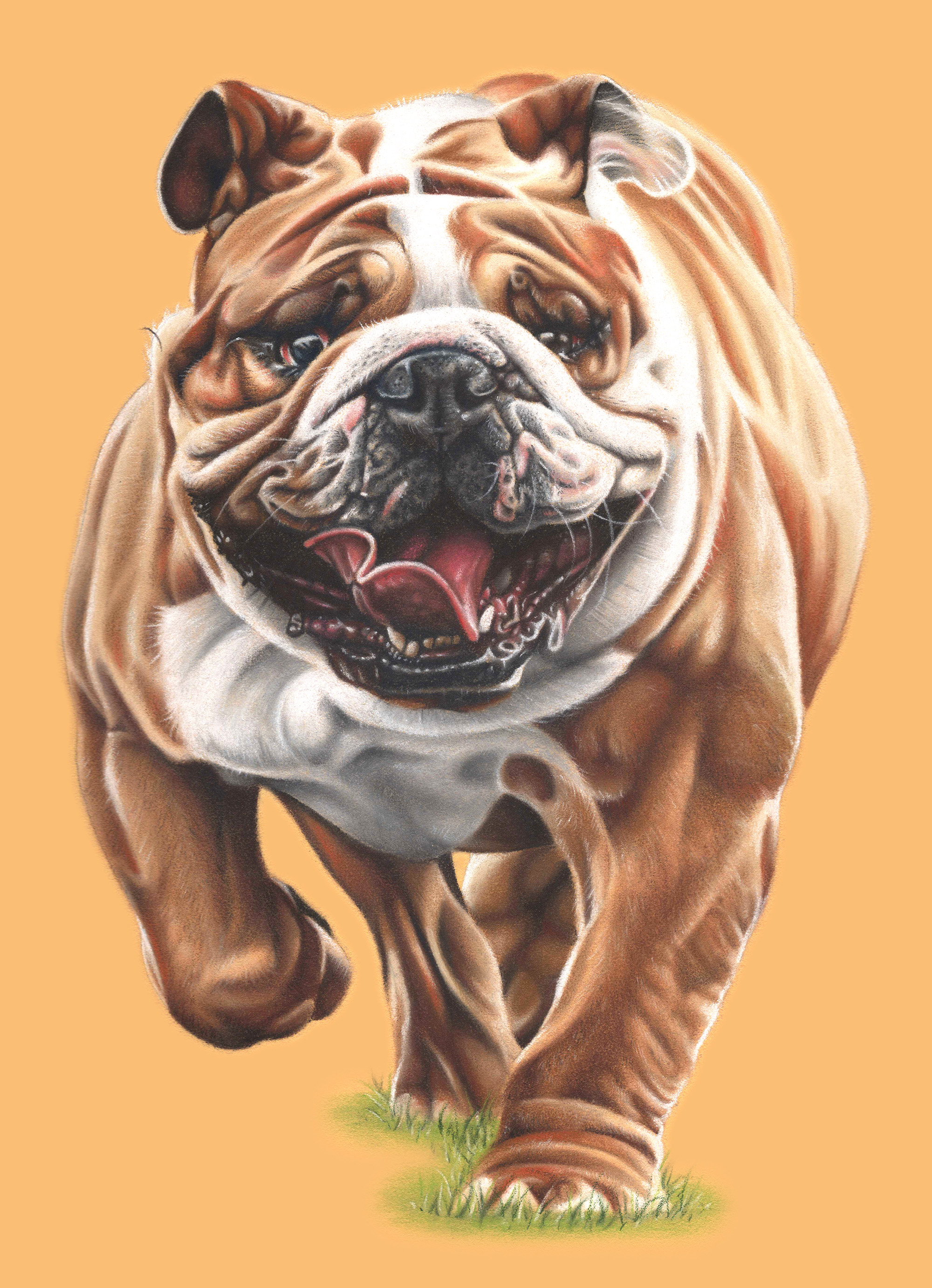 BULLDOG